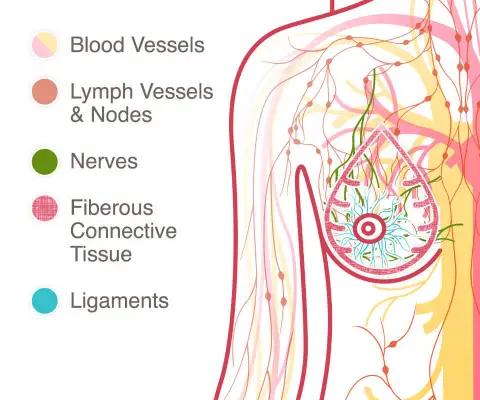 Diagram of a lymph system of a female breast.